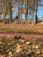 /album/barevny-podzim-ve-skolni-druzine/4577ef5a-2d07-49e7-82bd-ad86bbe858b2-jpeg/